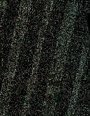 Thumbnail JPG image Thumbnail JPG image